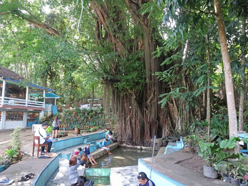 siquijor-balete-tree